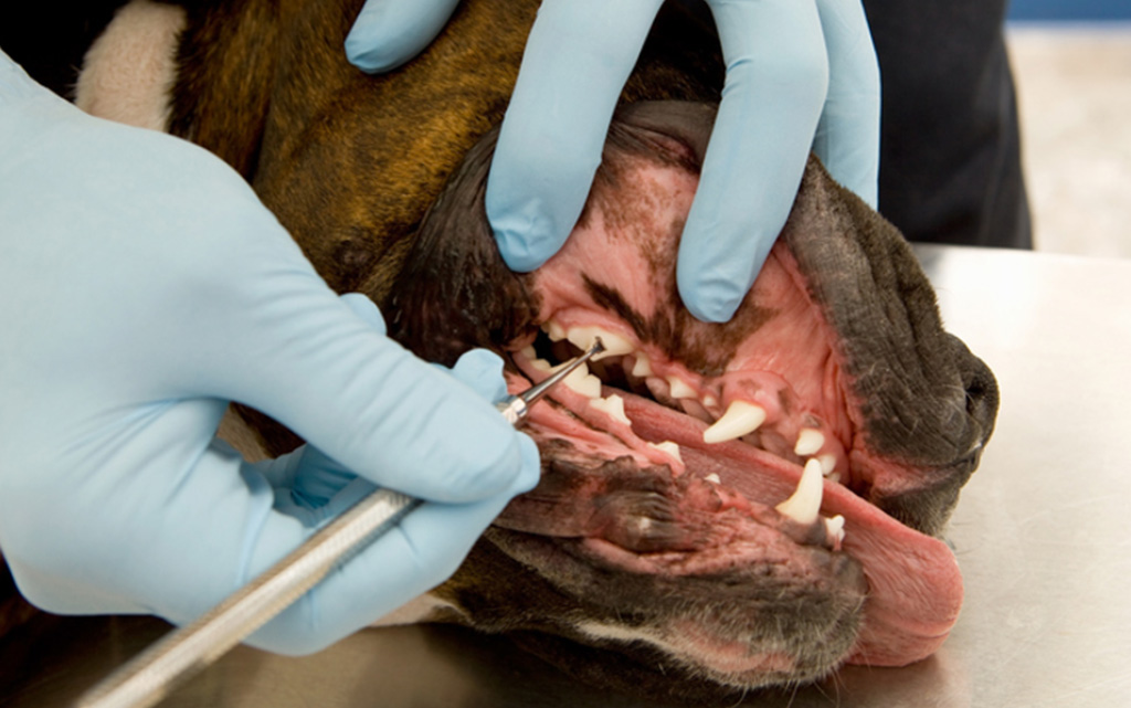 相模原市緑区・つくい湖犬猫の病院