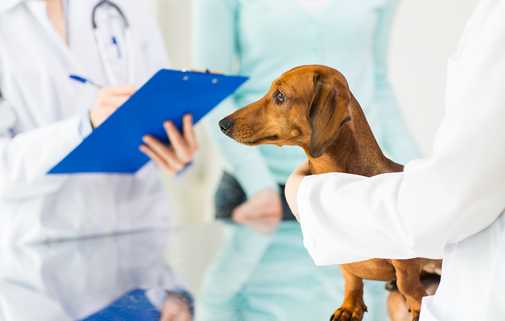 相模原市緑区・つくい湖犬猫の病院