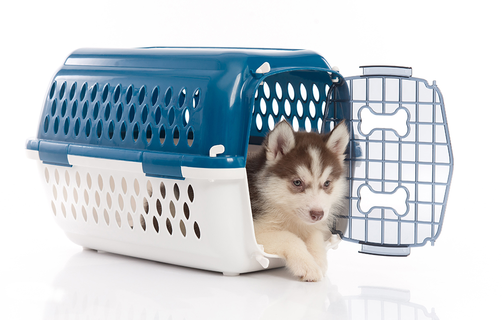 相模原市緑区・つくい湖犬猫の病院