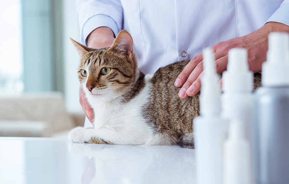 相模原市緑区・つくい湖犬猫の病院